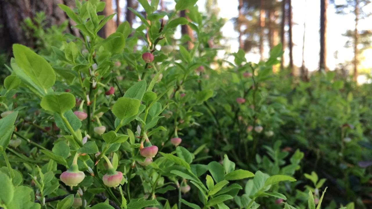 Vila Koskenselaen Lomakylae Puumala Exteriér fotografie